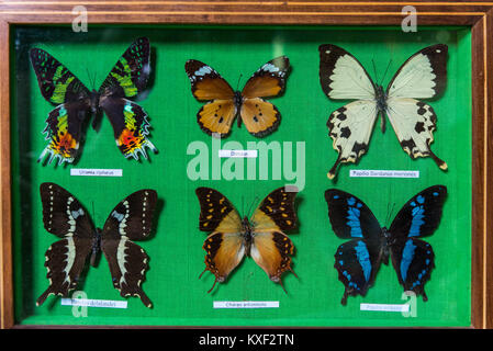 Framed specimen of colorful butterflies for sell in a local souvenir store. Madagascar, Africa. Stock Photo