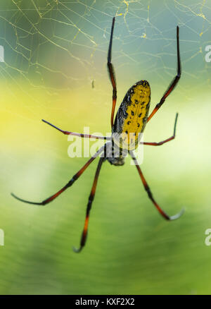 A colorful Red-legged Golden orb-web spider (Nephila inaurata madagascariensis). Ranomafana National Park. Madagascar, Africa. Stock Photo