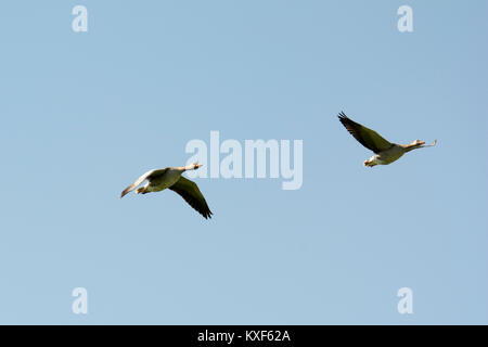 Greylag Goose flying above Rietzer See (Lake Rietz), a nature reserve near the town of Brandenburg in Northeastern Germany Stock Photo