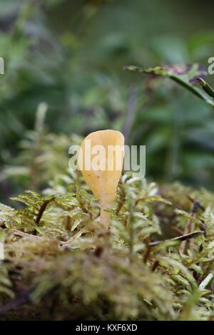 Spathularia flavida, commonly known as the yellow   earth tongue, the yellow fan, or the fairy fan Stock Photo