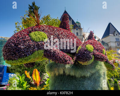 Dolphin Shaped Topiary, Downtown Victoria, British Columbia, Canada Stock Photo