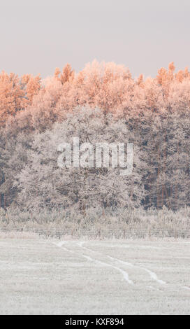 Vertical photo with frozen landscape. The meadow with white grass and path from vehicle in front of fence and trees covered by frost. The tops of tree Stock Photo