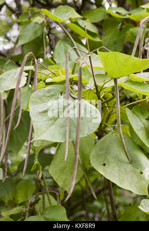 Catalpa bignonioides seedpods in Autumn. Stock Photo
