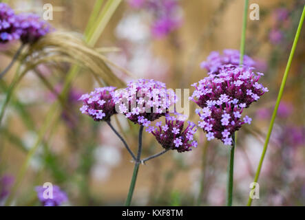 Verbena bonariensis flowers. Stock Photo