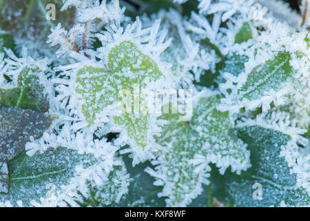 ivy covered in hoar frost - Scotland, UK Stock Photo