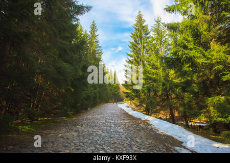 Hiking trail in Tatra mountains, Poland. Sunny day in Zakopane resort. Stone path in sunny fir trees forest. Stock Photo