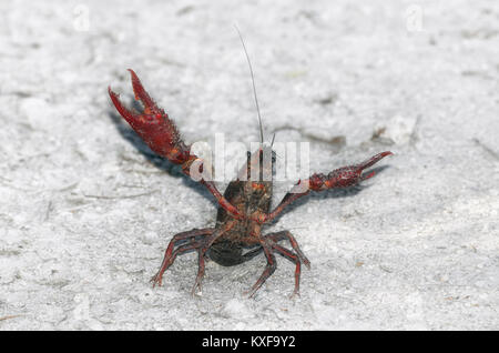 Procambarus clarkii. American crayfish in aggressive position with the pincers opened, over little stones of a road, near to the riverside. Stock Photo