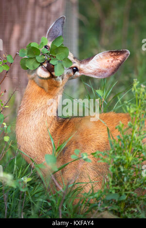Mule Deer doe (Odocoileus hemionus) feeding on Saskatoon berry leaves (Amelanchier alnifolia) in forest Stock Photo