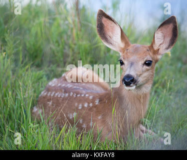 Close up of deer animal lying on straw in stable Stock Photo - Alamy