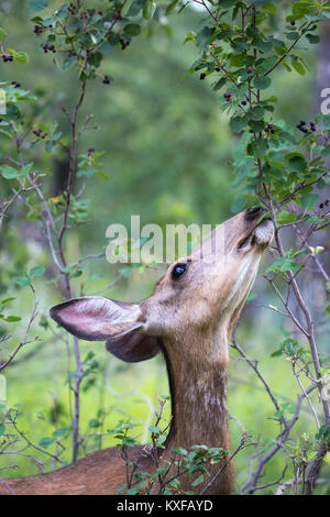 Mule Deer doe (Odocoileus hemionus) reaching up to feed on Saskatoon berries in forest (Amelanchier alnifolia) Stock Photo
