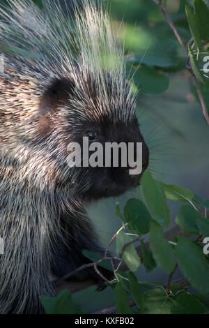 Porcupine (Erethizon dorsatum) browsing on leaves in Saskatoon Berry tree (Amelanchier alnifolia) Stock Photo