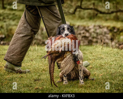 A hunting dog with a pheasant in its mouth with its owner behind walking with his gun Stock Photo