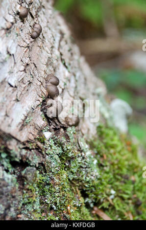 Slime mold, probably Lycogala epidendrum, growing on a birch tree. Asticou Stream Trail, Northeast Harbor, Maine