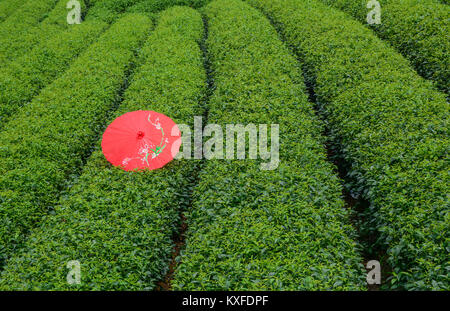 A red umbrella on tea field at summer in Moc Chau, Vietnam. Stock Photo