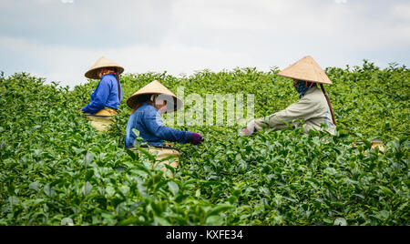 Moc Chau, Vietnam - May 26, 2016. Farmers working at tea plantation in Moc Chau, Vietnam. Vietnam is one of the largest and oldest tea-producing count Stock Photo