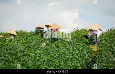 Moc Chau, Vietnam - May 26, 2016. Farmers working at tea field in Moc Chau, Vietnam. Vietnam is one of the largest and oldest tea-producing countries  Stock Photo