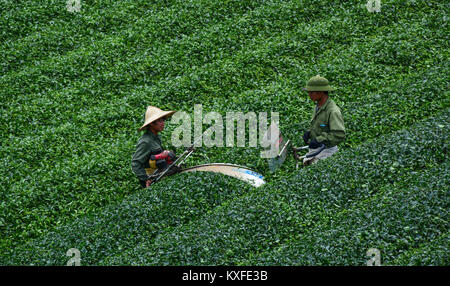 Moc Chau, Vietnam - May 26, 2016. Farmers harvesting tea on the field in Moc Chau, Vietnam. Vietnam is one of the largest and oldest tea-producing cou Stock Photo