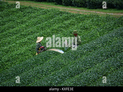 Moc Chau, Vietnam - May 26, 2016. People harvesting tea on the field in Moc Chau, Vietnam. Vietnam is one of the largest and oldest tea-producing coun Stock Photo