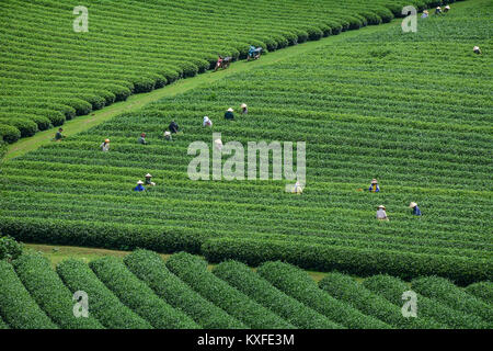 Moc Chau, Vietnam - May 26, 2016. Farmers harvesting tea at plantation in Moc Chau, Vietnam. Vietnam is one of the largest and oldest tea-producing co Stock Photo