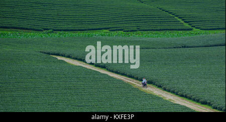 Moc Chau, Vietnam - May 26, 2016. A man riding motorbike at tea plantation in Moc Chau, Vietnam. Vietnam is one of the largest and oldest tea-producin Stock Photo