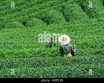 Moc Chau, Vietnam - May 26, 2016. Local men harvesting tea at plantation in Moc Chau, Vietnam. Vietnam is one of the largest and oldest tea-producing  Stock Photo