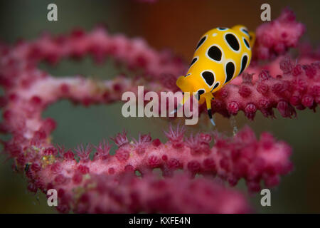 A beautiful tiger egg cowrie (Cuspivolva tigris) feeding on the polyps of a sea fan, in Ambon Island, Maluku Islands, Indonesia. Stock Photo