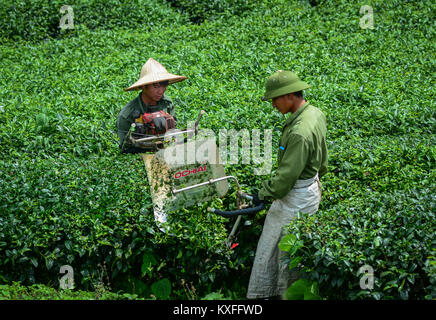 Moc Chau, Vietnam - May 26, 2016. Local men working at tea plantation in Moc Chau, Vietnam. Vietnam is one of the largest and oldest tea-producing cou Stock Photo