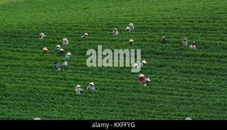 Moc Chau, Vietnam - May 26, 2016. Local women working at tea plantation in Moc Chau, Vietnam. Vietnam is one of the largest and oldest tea-producing c Stock Photo