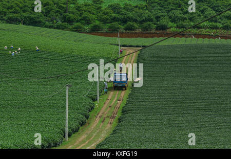 Moc Chau, Vietnam - May 26, 2016. Harvesting tea at plantation in Moc Chau, Vietnam. Vietnam is one of the largest and oldest tea-producing countries  Stock Photo