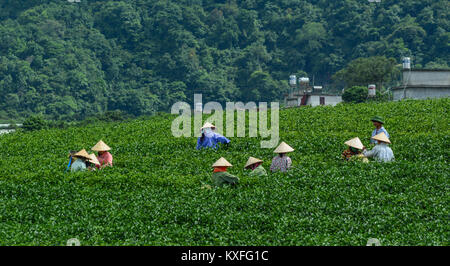 Moc Chau, Vietnam - May 26, 2016. Harvesting tea at early morning in Moc Chau, Vietnam. Vietnam is one of the largest and oldest tea-producing countri Stock Photo