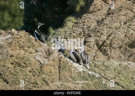New Zealand king shag Leucocarbo carunculatus group on rock beside Queen Charlotte Sound New Zealand Stock Photo
