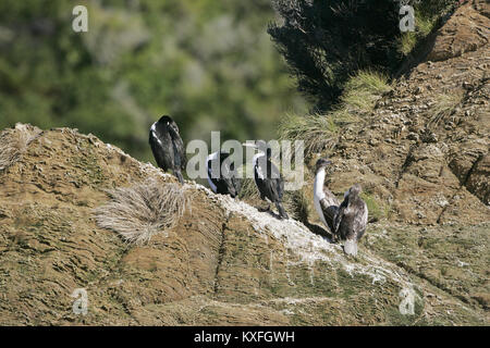New Zealand king shag Leucocarbo carunculatus group on rock beside Queen Charlotte Sound New Zealand Stock Photo