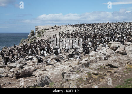 Imperial shag Leucocarbo atriceps large nesting colony Pebble Island Falkland Islands Stock Photo