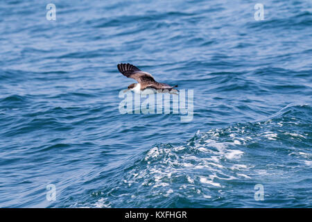 Greater shearwater Puffinus gravis in flight over the Bay of Fundy New Brunswick Canada August 2017 Stock Photo