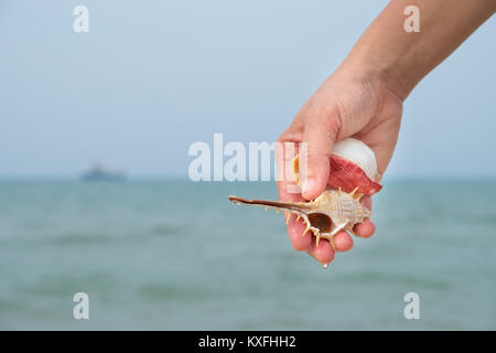 Many shells on woman's hands by the sea. Stock Photo