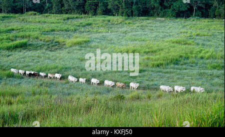 cow herd coming in for their feed of Molasses Stock Photo