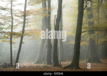 A misty morning at Knightwood Inclosure in the New Forest National Park. Stock Photo