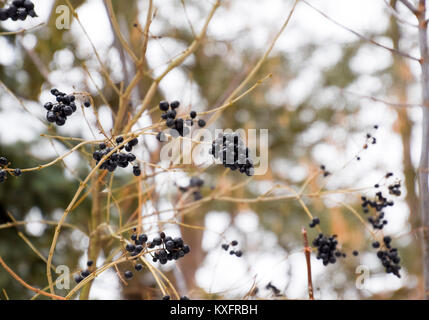 Berries of chokeberry aronia on branches in winter. Stock Photo