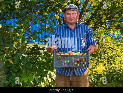 Portrait of serious man holding harvested apples in basket at farm Stock Photo