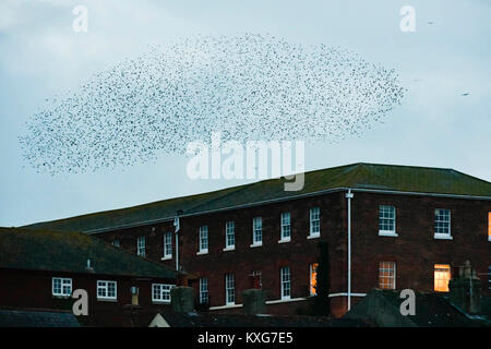 Weymouth, Dorset, UK.  9th January 2018.  Starling Murmurations with thousands of birds in the sky above Weymouth in Dorset at dusk.  Picture Credit: Graham Hunt/Alamy Live News. Stock Photo