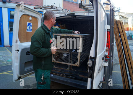 North London, UK. 03rd Nov, 2017. Pest controller Steve loads fox traps into the interior of his vehicle in North London, England, 03 November 2017. They have taken over the British capital: they lurk around the Buckingham Palast, Oxford Circus and under red double-decker busses. Credit: Fabian Wegener/dpa/Alamy Live News Stock Photo