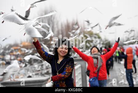 Kunming, China's Yunnan Province. 10th Jan, 2018. Visitors pose for photos with black-headed gulls at the Dianchi Lake in Kunming, capital of southwest China's Yunnan Province, Jan. 10, 2018. Credit: Lin Yiguang/Xinhua/Alamy Live News Stock Photo