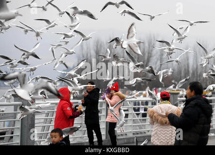 Kunming, China's Yunnan Province. 10th Jan, 2018. Visitors watch black-headed gulls at the Dianchi Lake in Kunming, capital of southwest China's Yunnan Province, Jan. 10, 2018. Credit: Lin Yiguang/Xinhua/Alamy Live News Stock Photo