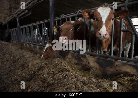 Neunkirchen-Seelscheid, Germany. 08th Jan, 2018. Farmer Marcel Andree's cows standing in a stall in Neunkirchen-Seelscheid, Germany, 08 January 2018. North Rhine-Westphalia's State Association of Dairy Farmers made a statement on farmers' financial situation on 10 January 2018. Credit: Rainer Jensen/dpa/Alamy Live News Stock Photo