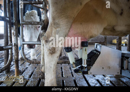 Neunkirchen-Seelscheid, Germany. 08th Jan, 2018. A dairy cow being milked with a milking robot by farmer Marcel Andree in Neunkirchen-Seelscheid, Germany, 08 January 2018. North Rhine-Westphalia's State Association of Dairy Farmers made a statement on farmers' financial situation on 10 January 2018. Credit: Rainer Jensen/dpa/Alamy Live News Stock Photo