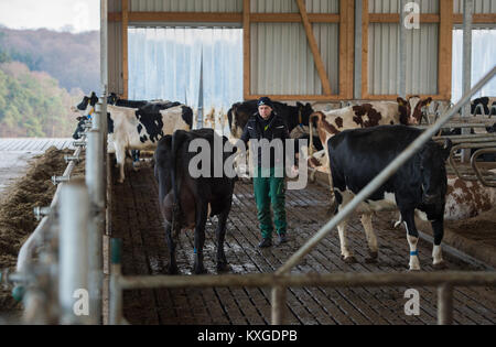 Neunkirchen-Seelscheid, Germany. 08th Jan, 2018. Farmer Marcel Andree driving a cow to a milking machine in Neunkirchen-Seelscheid, Germany, 08 January 2018. North Rhine-Westphalia's State Association of Dairy Farmers made a statement on farmers' financial situation on 10 January 2018. Credit: Rainer Jensen/dpa/Alamy Live News Stock Photo