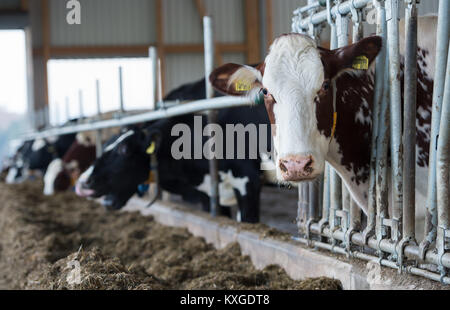 Neunkirchen-Seelscheid, Germany. 08th Jan, 2018. Farmer Marcel Andree's cows eating grass silage in a barn in Neunkirchen-Seelscheid, Germany, 08 January 2018. North Rhine-Westphalia's State Association of Dairy Farmers made a statement on farmers' financial situation on 10 January 2018. Credit: Rainer Jensen/dpa/Alamy Live News Stock Photo