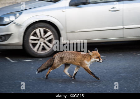 London, UK. 10th Jan, 2018. An urban fox crosses the road during the day in east London. Credit: Guy Corbishley/Alamy Live News Stock Photo