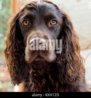 Head shot of a chocolate cocker spaniel Stock Photo