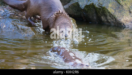 Close up of North American river otters (Lontra canadensis) in captivity at Slimbridge Wetland Reserve, UK, going for a swim. Captive otter in water.